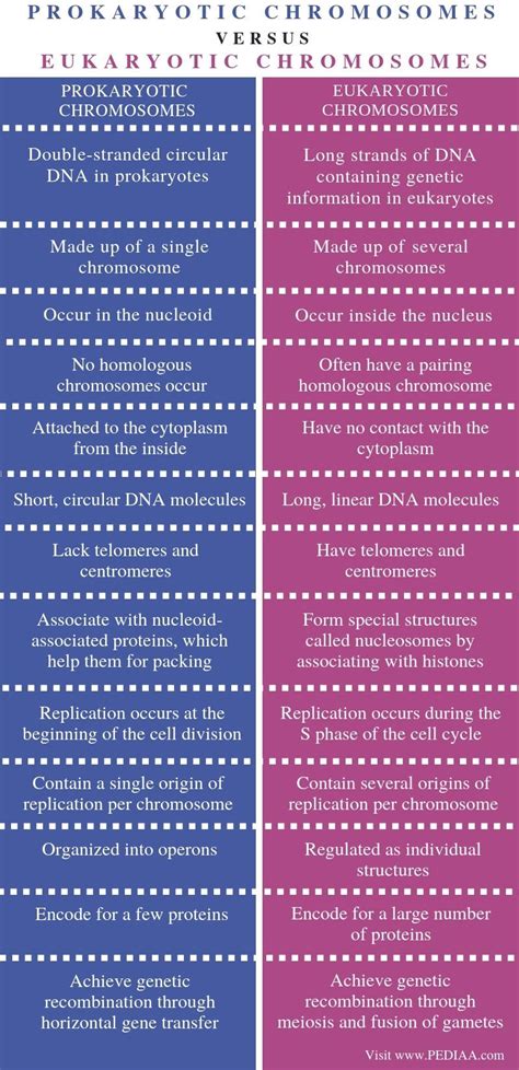 Glycocalyx acts as receptors and also protect the cell wall. What is the Difference Between Prokaryotic and Eukaryotic ...