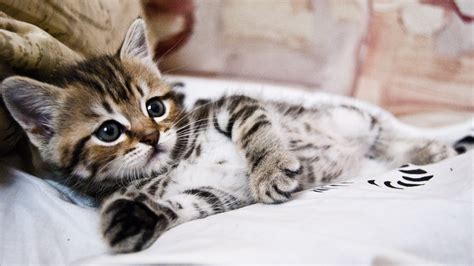 Kitten 4k Wallpapers For Your Desktop Or Mobile Screen Free And Easy To