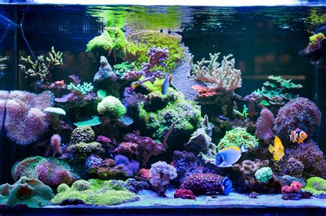 Aquarium Installation Basic Components Of A Reef Tank Seatech Aquariums