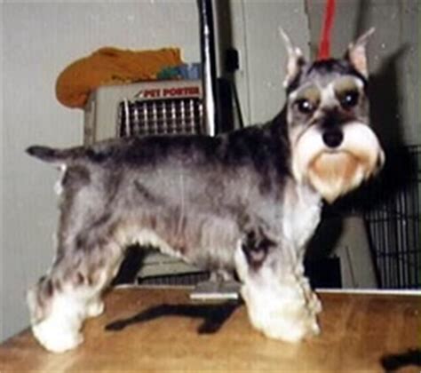 We did not find results for: Toy-Sized Mini Schanuzers - Alpats Miniature Schnauzers