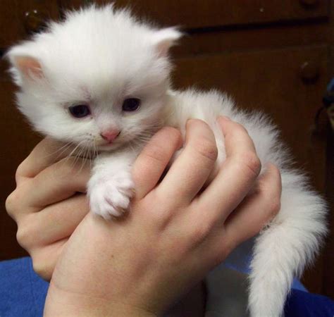 Dailydoseofcute White Ragdoll Kitten Beautiful Kittens Ragdoll