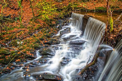 Autumn Forest With Stream Free Stock Photo Public Domain Pictures