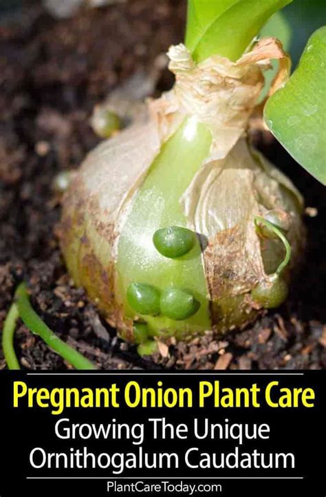 Ornithogalum longebracteatum), is known by the common names pregnant onion according to some sources, the medicinal effect of this plant is similar to that of aloe vera. Pregnant Onion Plant Care: Growing The Unique Ornithogalum ...