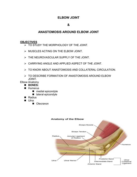 Elbow Joint And Anastomosis Around Elbow Joint