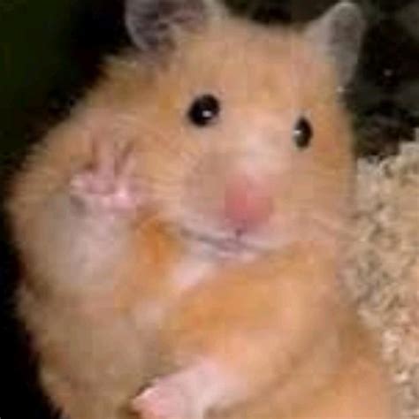 Good Hamster Profile Pictures Tiktok Memmiblog