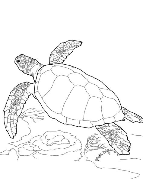 Https://tommynaija.com/coloring Page/free Turtle Coloring Pages