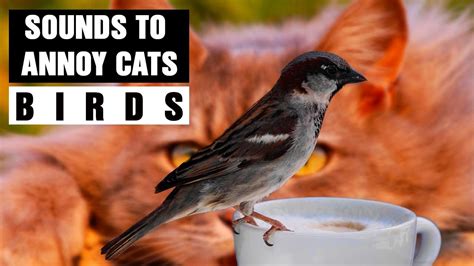 What Bird Makes A Sound Like A Cat Catwalls