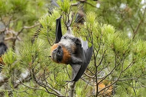 Grey Headed Flying Foxes Pteropus Poliocephalus Bats Flickr