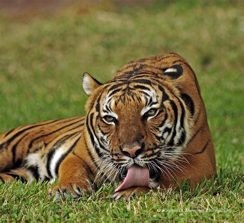 Royal Bengal Tiger Photograph By Winston D Munnings