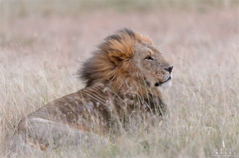 Lion Panthera Leo Rests At Dusk Maasai Mara Kenya
