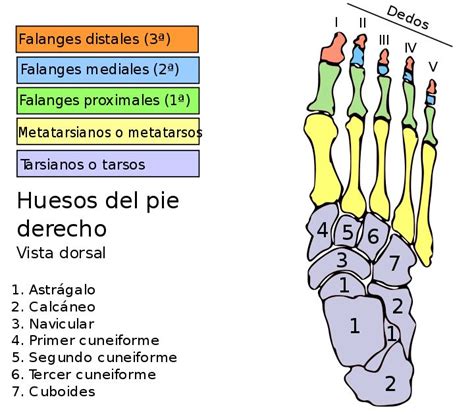 An Image Of The Foot Bones And Their Corresponding Parts In Spanish