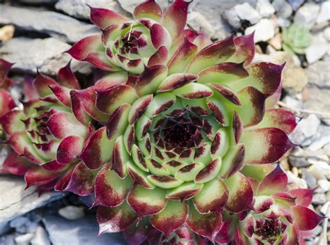 How To Grow And Care For Hens And Chicks House Leek
