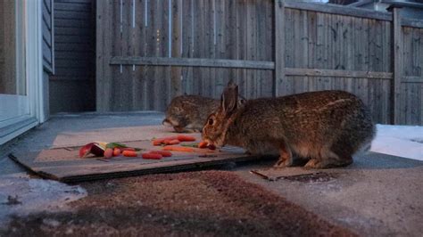 Feeding A Couple Wild Rabbits Youtube