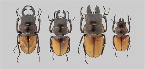 Stag Beetle Facts The Uks Largest Beetle And Where To See It Natural History Museum