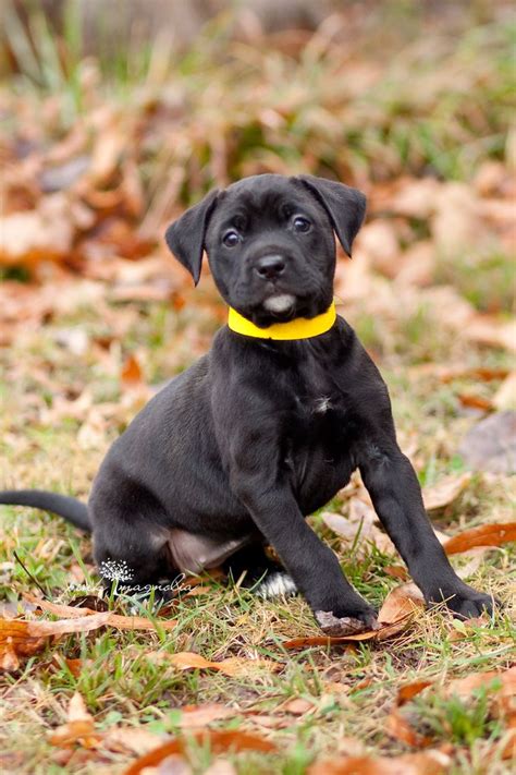 Bella Is A Black Lab Mix Puppy Who Is Now Available For Adoption
