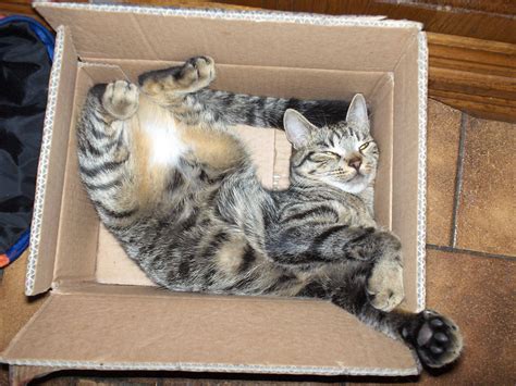 I Like Boxes Funny Cute Cats Animals Cats