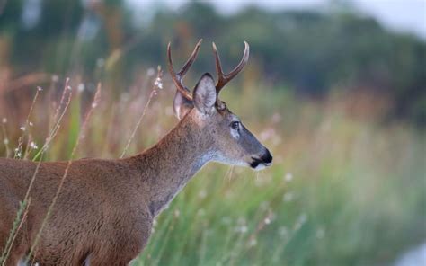 The Art Of Breeding Whitetail Deer A Guide For Hunting Ranches And