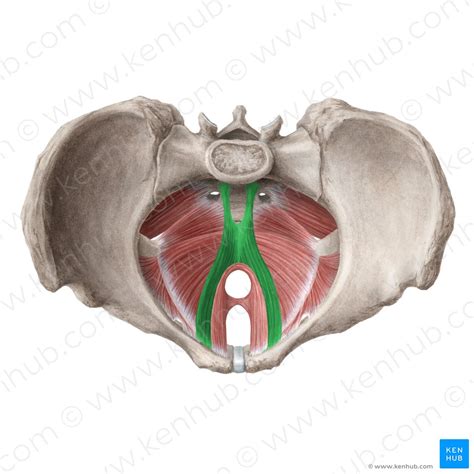 Tighten the pelvic floor muscles and hold for a count of 10. Muscles of the pelvic floor: Anatomy and function | Kenhub
