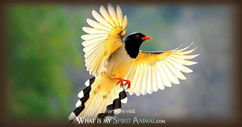 Bird Symbolism And Meaning Spirit Totem And Power Animal