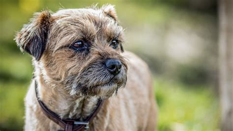 10 Wiry Hair Dog Breeds And How To Care For Their Coats