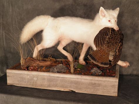 Albino Red Fox 2 Albino Red Fox With Ruffed Grouse Woodla Flickr