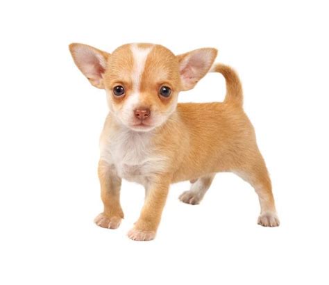 Chihuahuas Training Watches Chihuahua 100 Good With Kids And Watch Dog