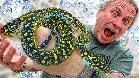 I CANT STOP BUYING SNAKES TWO AUSTRALIAN PYTHONS BRIAN BARCZYK YouTube