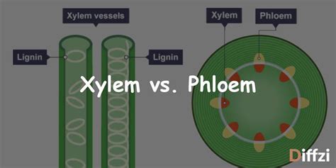 Difference Between Xylem And Phloem Major Differences