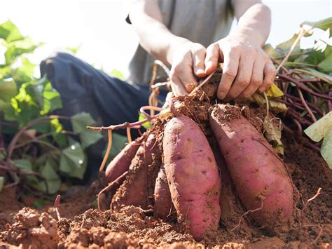 A Guide To Growing Sweet Potatoes Lovethegarden Growing Sweet