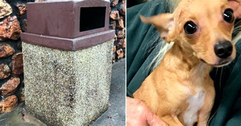 Our goal is to ensure your furry family members have long and healthy lives. Woman Finds A Small Poor Dog In A Trash Can — Who Was Left