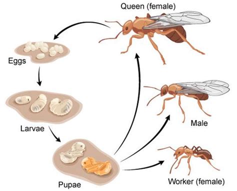 Apakah peringkat kedua kitaran hidup nyamuk? Siklus Hidup Nyamuk Anopheles | Nyamuk Dan Serangga