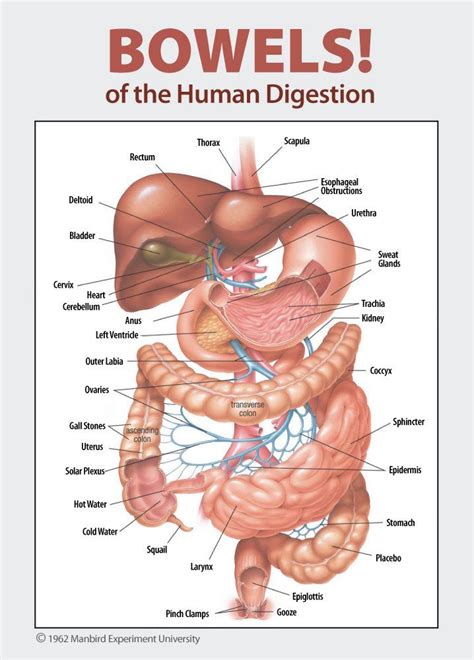 Human Digestive System Digestive System Basic Anatomy And Physiology