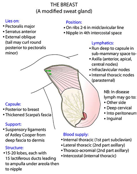 Anatomy of the chest wall and breast. Instant Anatomy - Upper Limb - Areas/Organs - Breast ...