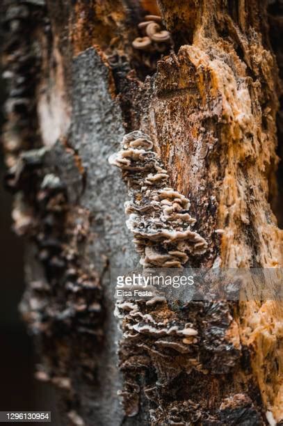 Tree Bark Fungus Photos And Premium High Res Pictures Getty Images