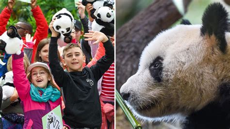 Vienna Warmly Welcomes Giant Panda From China China Plus