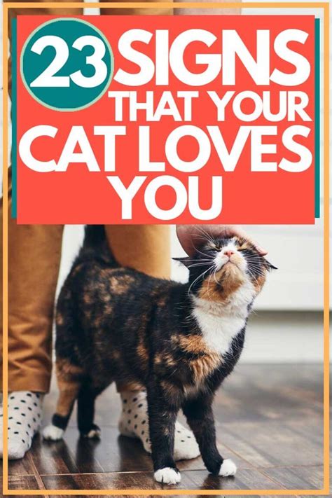 23 Signs That Your Cat Loves You Cat Love Cat Training Cat Yawning