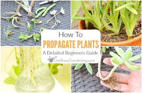 8 Ways To Propagate Plants The Plant Guide Riset