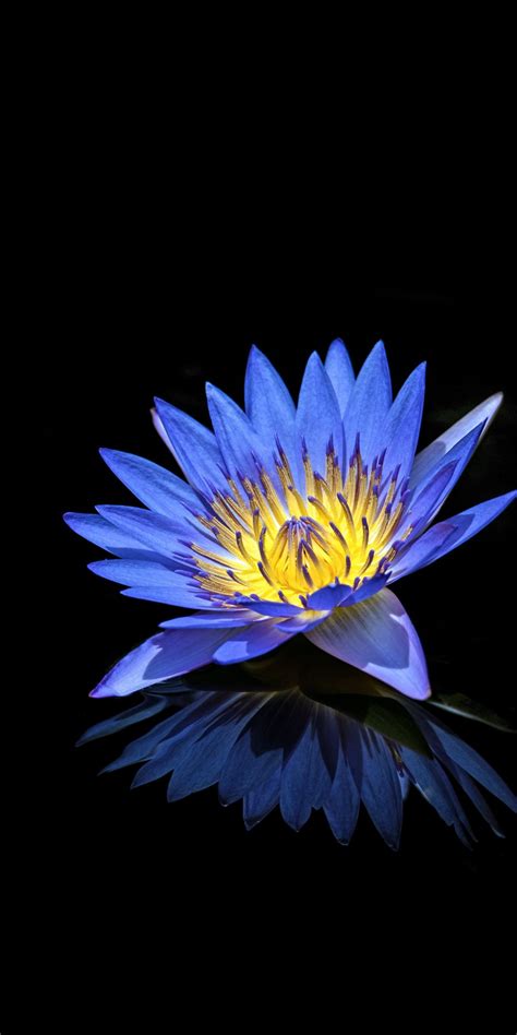 Blue Water Lily Reflections Portrait 1080x2160 Wallpaper Water