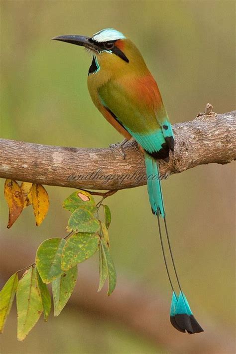 Motmot Bird Bing Images Beautiful Birds Colorful Birds Pretty Birds