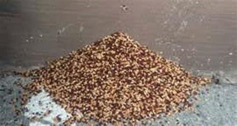 What Do Termites Droppings Look Like Termites Info