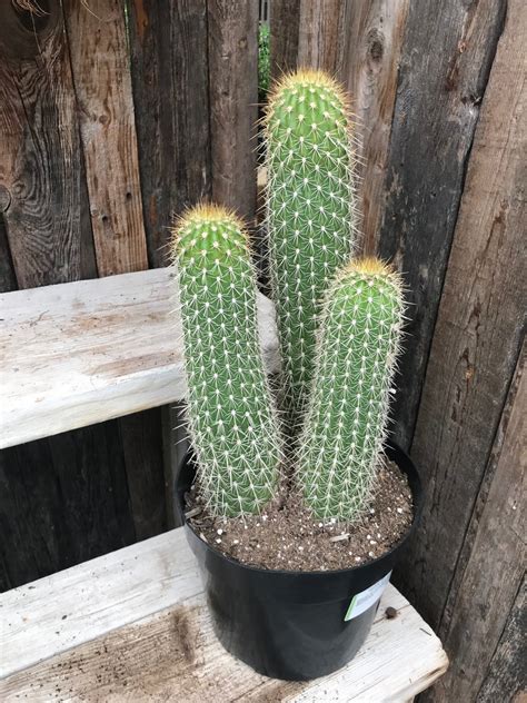 Cactus - Torch Tesoro 8" – Sunset Nursery