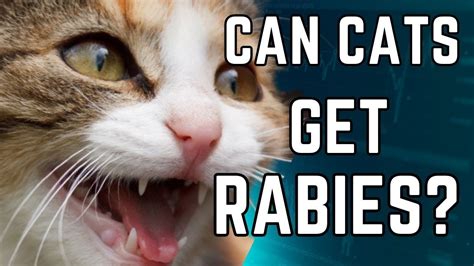 Can Cats Get Rabies A Cat With Rabie Do Cats Get Rabies Cat