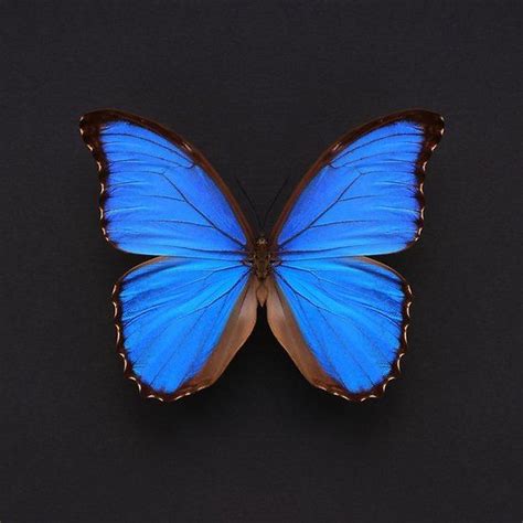 Blue Morpho Butterfly Wallpaper