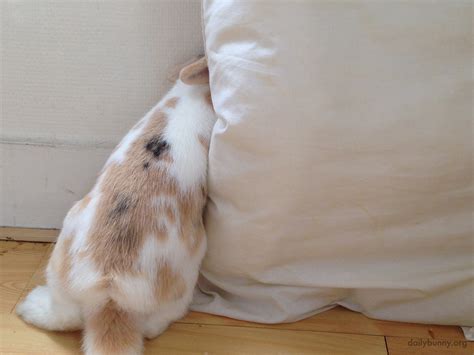 Curious Bunny Wants To See Whats Behind This Cushion — The Daily Bunny