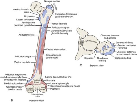 Tightness of the hip flexors. Hip | Musculoskeletal Key