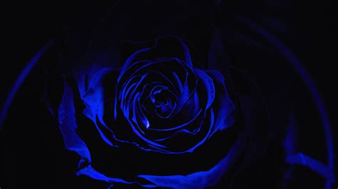 Download Wallpaper 3840x2160 Rose Blue Rose Petals Dark