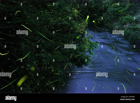Fireflies At Night Hi Res Stock Photography And Images Alamy