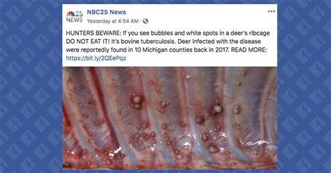 Is Bovine Tuberculosis Present In Michigans Deer Population Snopes Com