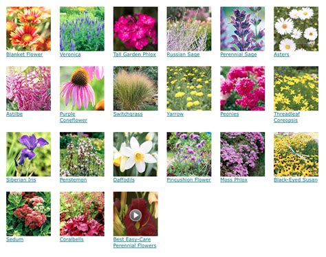 20 Best Perennials For Your Garden Heres An Easy Grow Collection Of