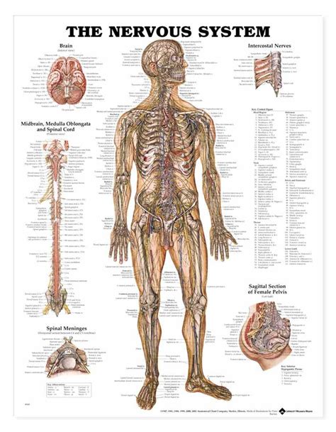 All The Nerves In The Human Body